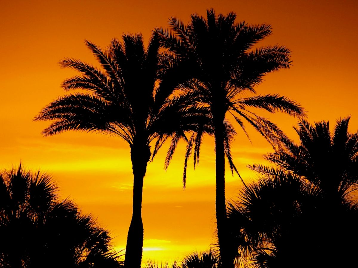 Silhouettes of tall palm trees stand against a vibrant, orange sunset sky, creating a tropical and tranquil scene for viewers to appreciate.