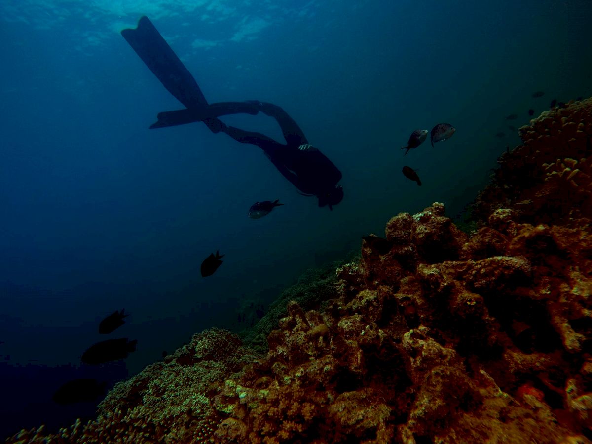 A diver explores an underwater scene with coral formations and fish swimming nearby, illuminated by natural light from the surface.