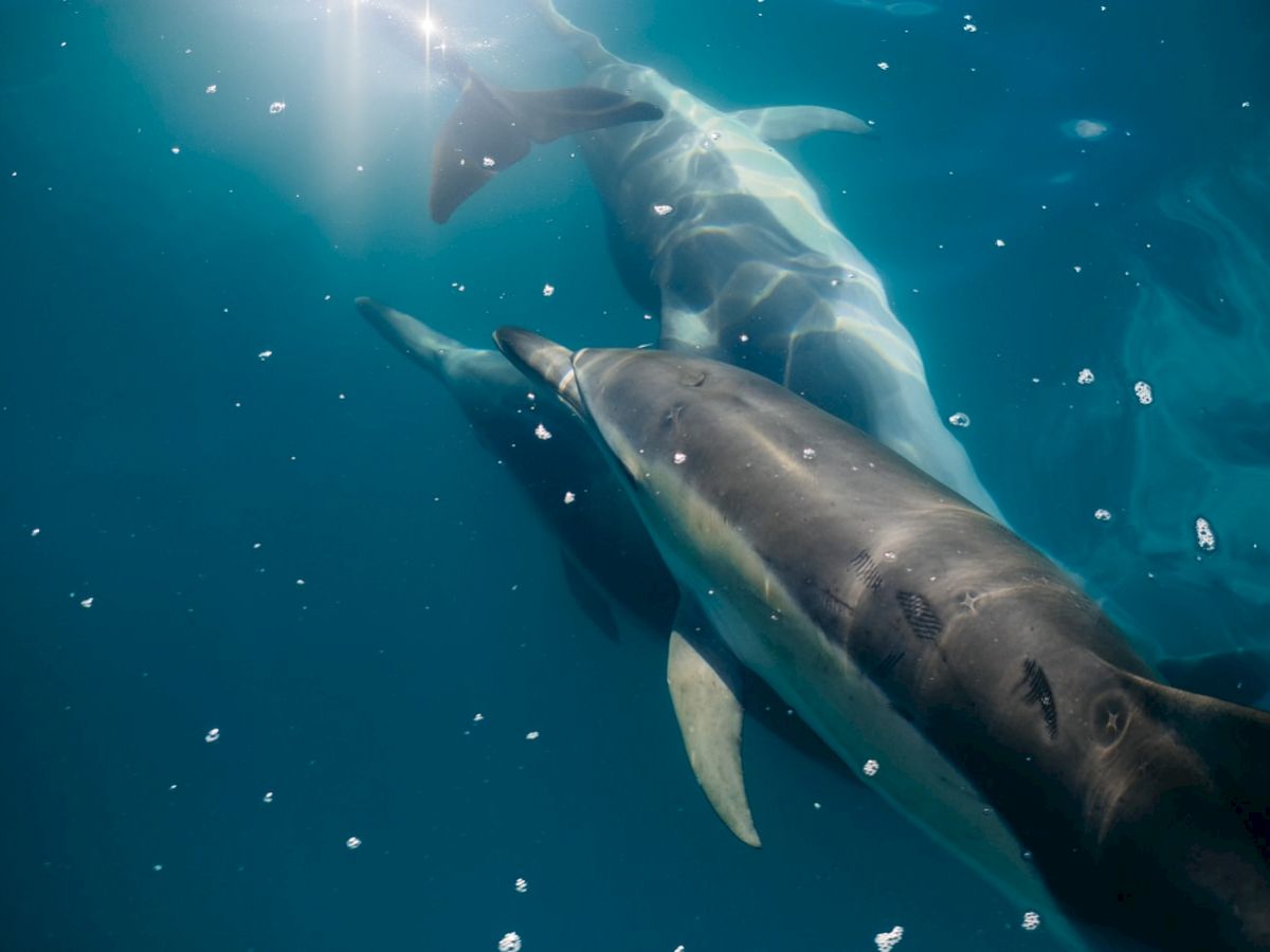 The image shows two dolphins swimming underwater with sunlight filtering through the surface and bubbles surrounding them.