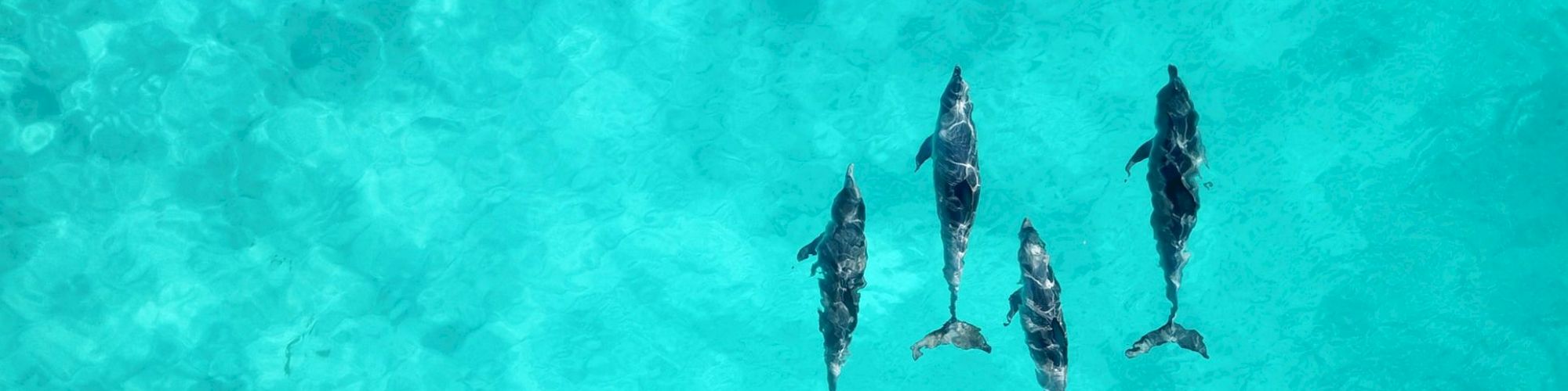 Four dolphins swimming together in clear, turquoise water, viewed from above.