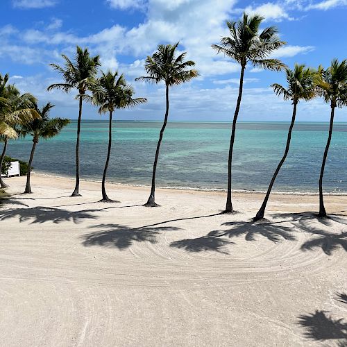 A sandy beach with palm trees, clear blue skies, and turquoise waters in the background can be seen in this image.