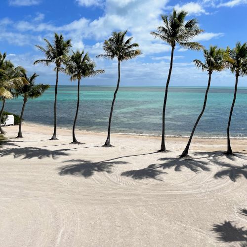 A sandy beach with palm trees overlooking a calm, turquoise ocean under a clear blue sky.